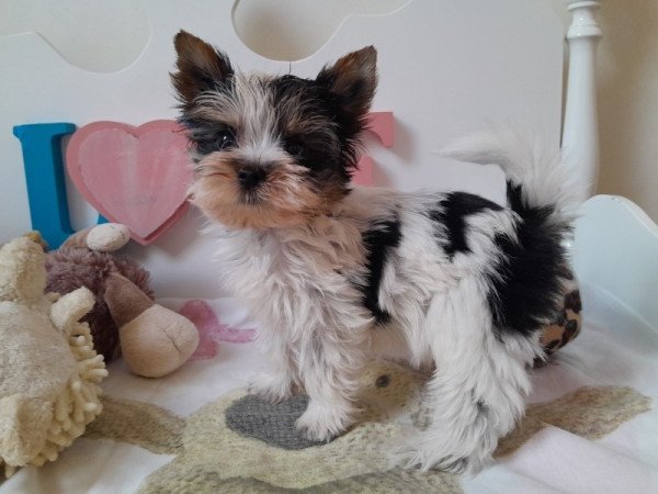 Biewer Yorkshire terrier