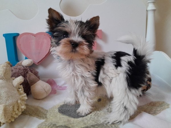 Biewer Yorkshire terrier