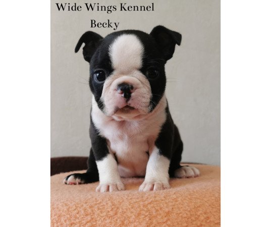 Boston terrier fajtatiszta kölyökkutya