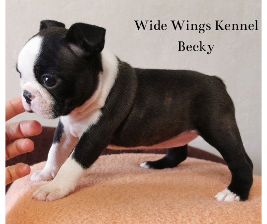 Boston terrier fajtatiszta kölyökkutya