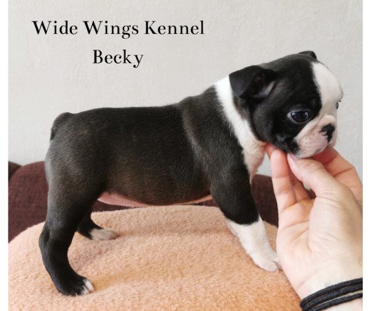 Boston terrier fajtatiszta kölyökkutya