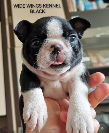 Boston terrier fajtatiszta kölyökkutya