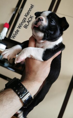 Boston terrier fajtatiszta kölyökkutya