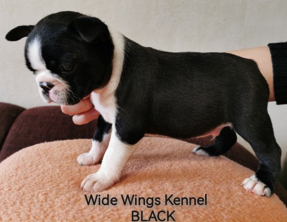 Boston terrier fajtatiszta kölyökkutya