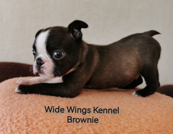 Boston terrier fajtatiszta kölyökkutya