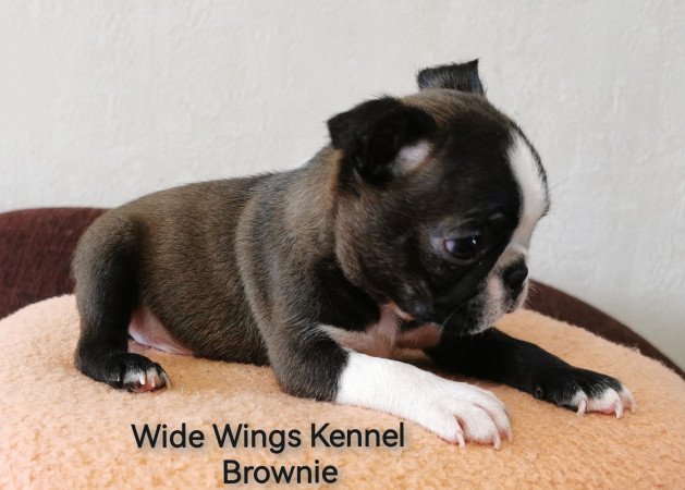 Boston terrier fajtatiszta kölyökkutya