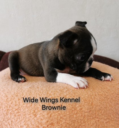 Boston terrier fajtatiszta kölyökkutya