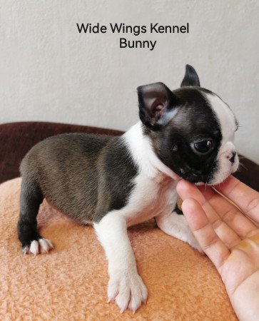 Boston terrier fajtatiszta kölyökkutya