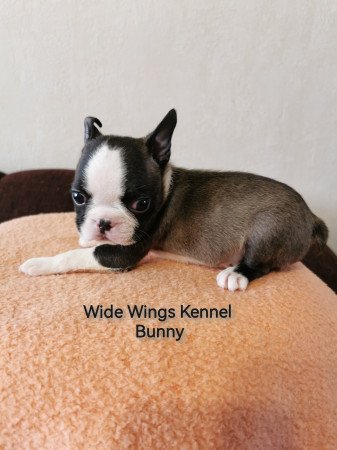 Boston terrier fajtatiszta kölyökkutya