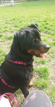 Elza, fekete 8 éves Rottweiler lány kutya ingyen