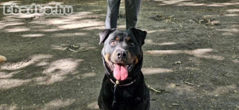 Elza, fekete 8 éves Rottweiler lány kutya ingyen
