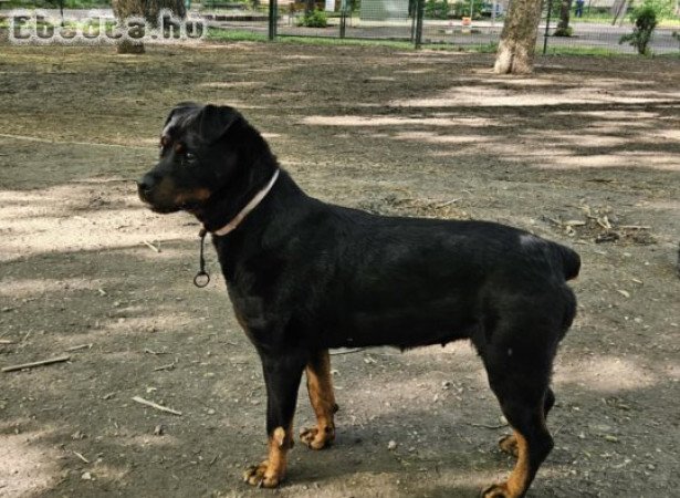 Elza, fekete 8 éves Rottweiler lány kutya ingyen