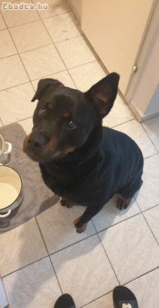 Elza, fekete 8 éves Rottweiler lány kutya ingyen