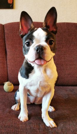 Törzskönyves fajtatiszta boston terrier kutya