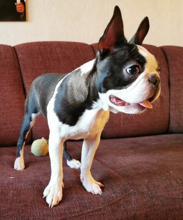 Törzskönyves fajtatiszta boston terrier kutya