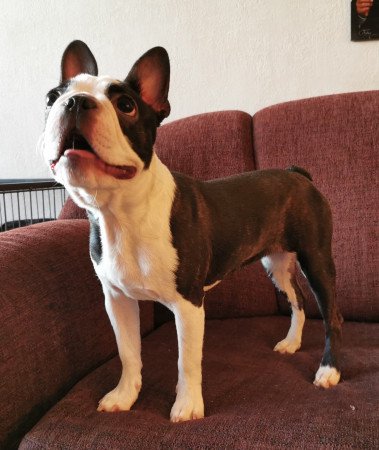 Törzskönyves fajtatiszta boston terrier kutya