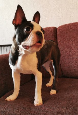 Törzskönyves fajtatiszta boston terrier kutya