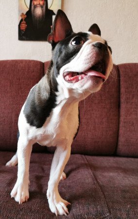 Törzskönyves fajtatiszta boston terrier kutya