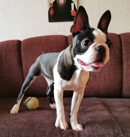 Törzskönyves fajtatiszta boston terrier kutya