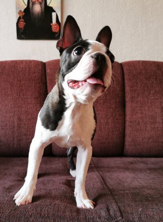 Törzskönyves fajtatiszta boston terrier kutya