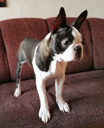 Törzskönyves fajtatiszta boston terrier kutya