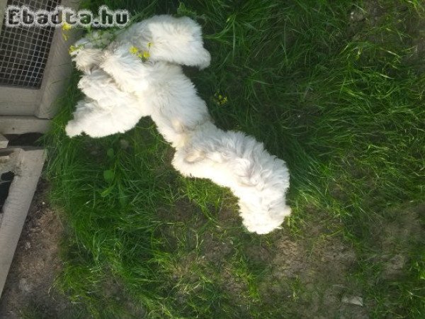 Máltai selyem eladás