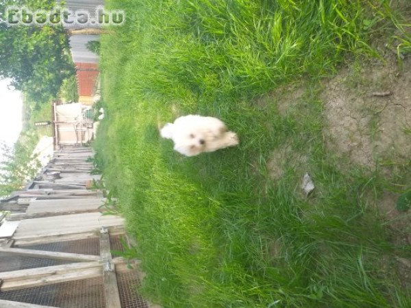 Máltai selyem eladás