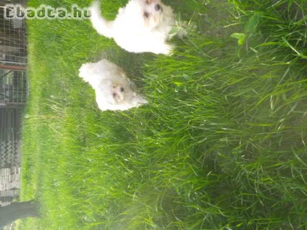 Máltai selyem eladás