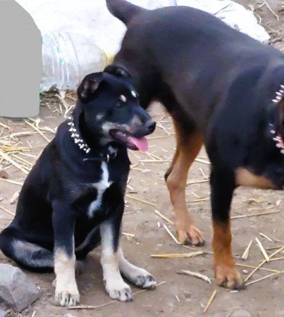 Rottweiler - Husky keverék