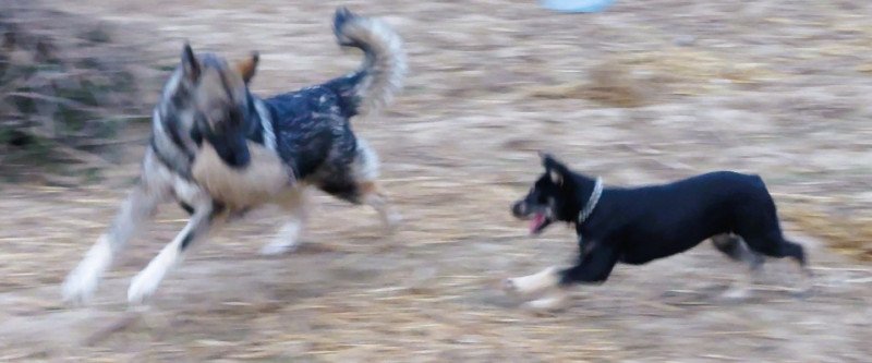 Rottweiler - Husky keverék