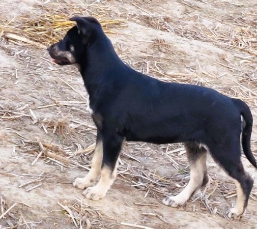 Rottweiler - Husky keverék