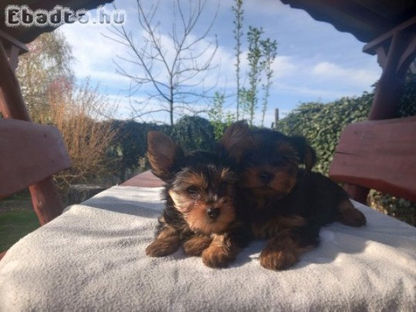 Eladó Mini Yorki kiskutyák