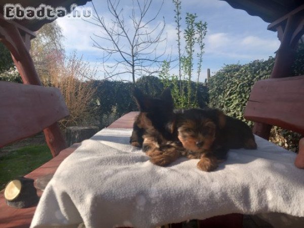 Eladó Mini Yorki kiskutyák