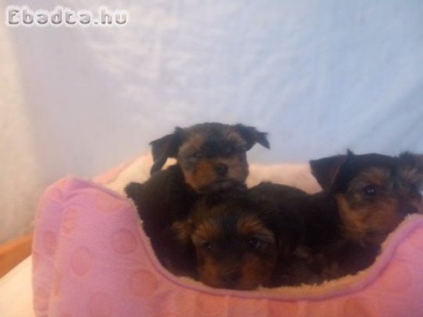 Eladó Mini Yorki kiskutyák