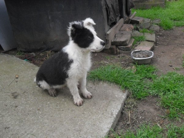 Border Collie