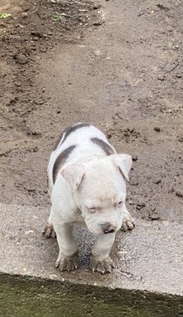 Amerikai staffordshire