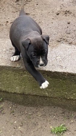 Amerikai staffordshire