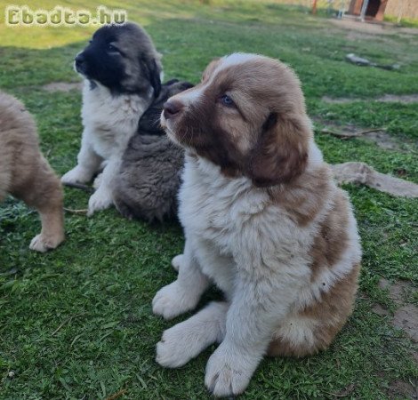 Kaukázusi juhász kiskutyák eladók