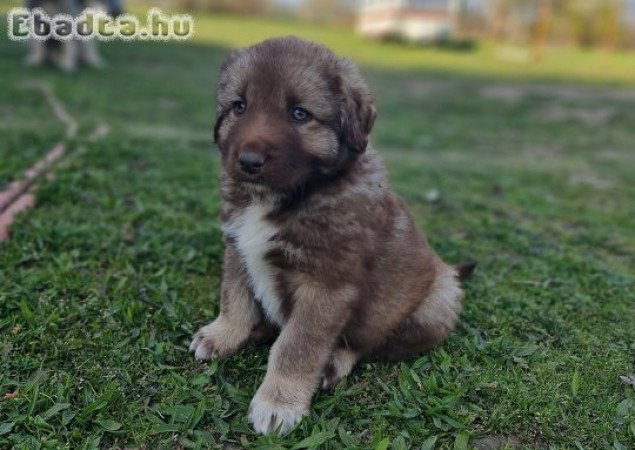Kaukázusi juhász kiskutyák eladók