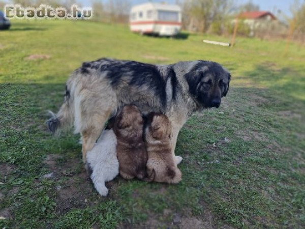 Kaukázusi juhász kiskutyák eladók