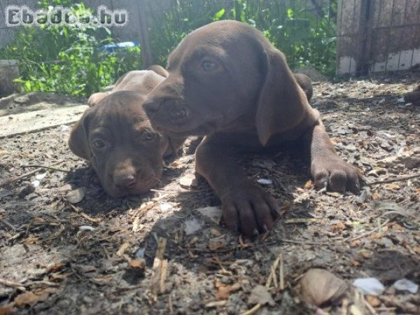 Német vizsla j. kiskutyák
