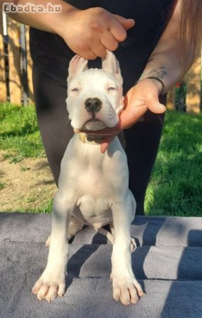 Argentin Dog Kölyök