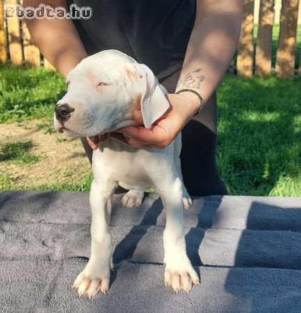 Argentin Dog Kölyök