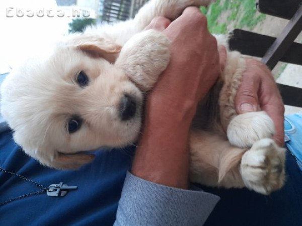 Eladó golden retriever kölykök.