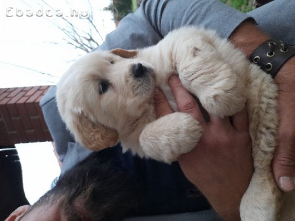 Eladó golden retriever kölykök.