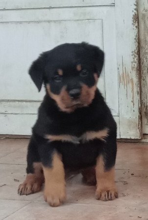 Rottweiler