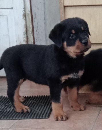 Rottweiler