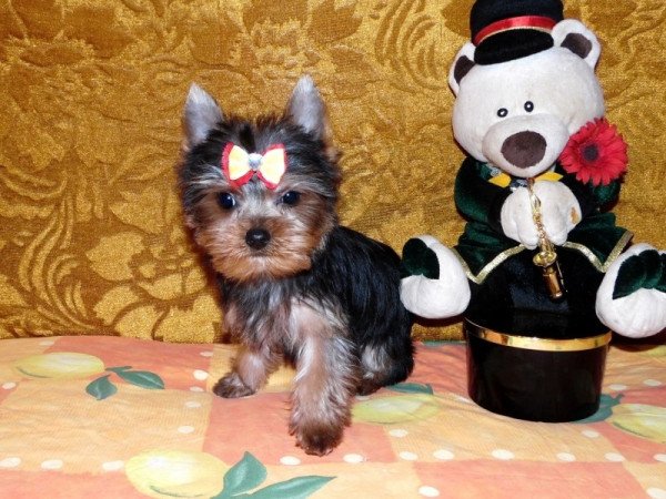 Yorkshire Terrier, Yorki