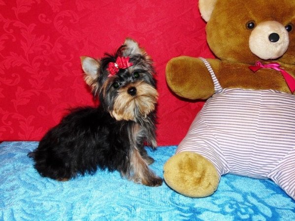 Yorkshire Terrier, Yorki