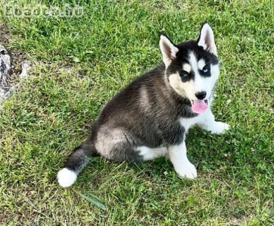 Gyönyörű szibériai husky kölykök